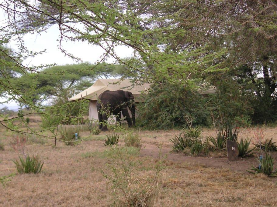 Mapito Tented Camp Serengeti Buitenkant foto